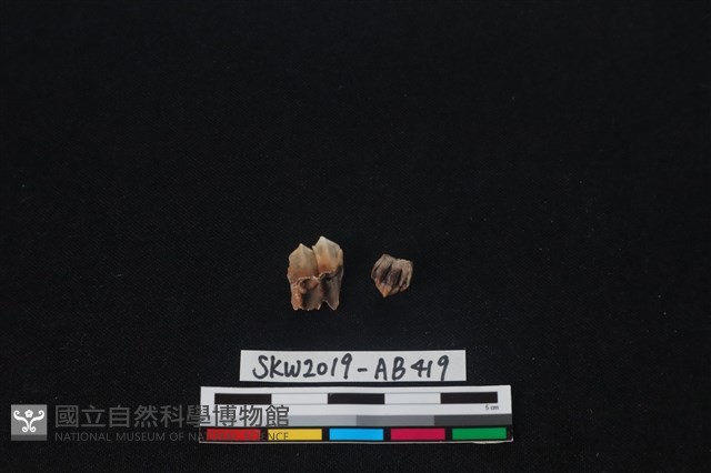 獸骨藏品圖，第3張