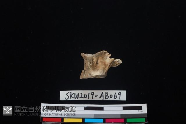 魚骨藏品圖，第3張