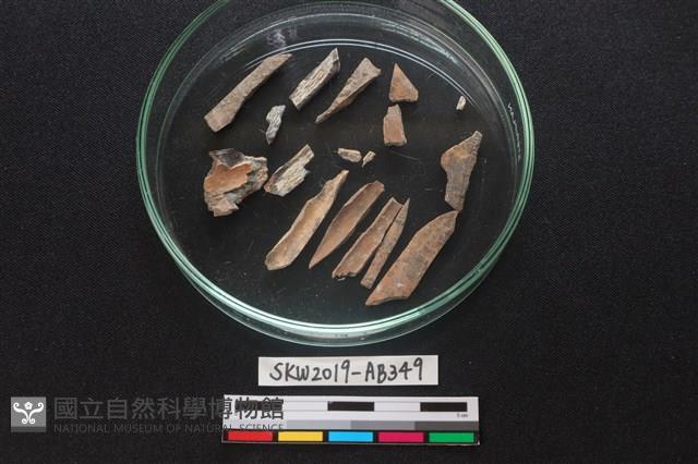 獸骨藏品圖，第3張