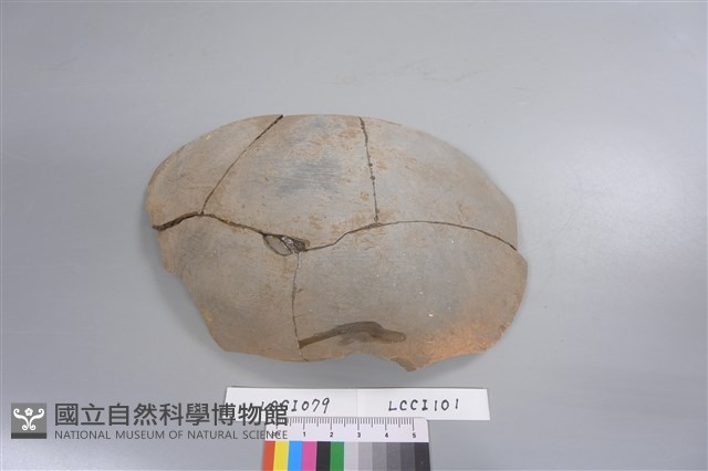 陶片藏品圖，第3張