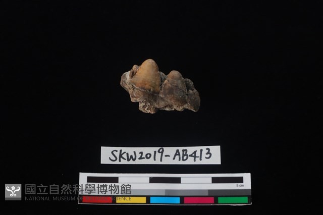 獸骨藏品圖，第3張