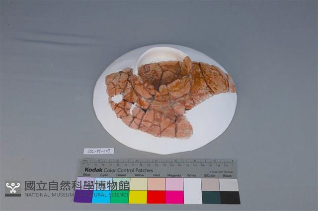 豆形器藏品圖，第3張