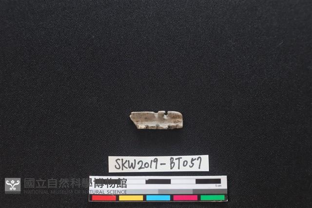 磨製骨器藏品圖，第3張