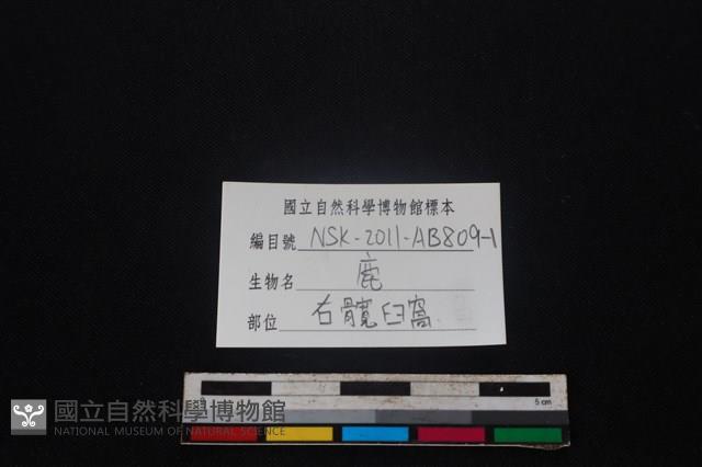 梅花鹿骨藏品圖，第3張