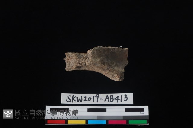 獸骨藏品圖，第6張