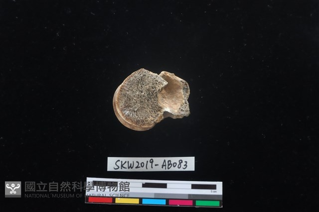 獸骨藏品圖，第6張