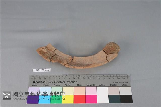 陶罐藏品圖，第4張