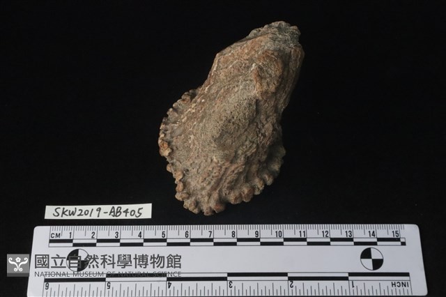 獸骨藏品圖，第4張