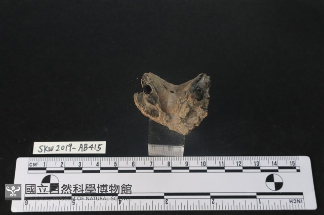 臺灣野豬(特)藏品圖，第4張