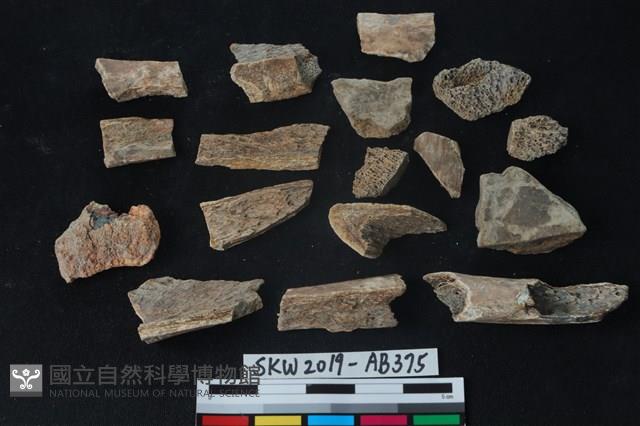 獸骨藏品圖，第4張