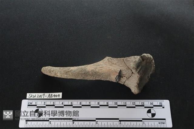 獸骨藏品圖，第4張