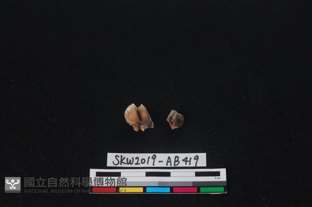 獸骨藏品圖，第4張