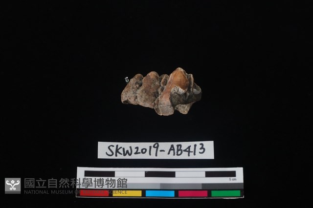 獸骨藏品圖，第4張
