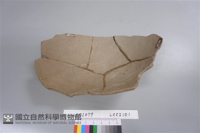 陶片藏品圖，第4張