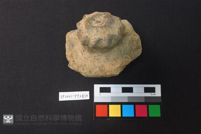 蓋鈕藏品圖，第2張