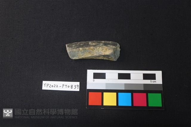 陶片藏品圖，第2張