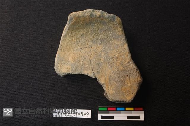 陶片藏品圖，第2張