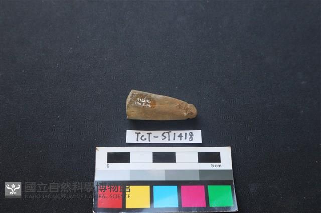 網墜藏品圖，第2張