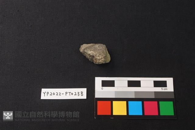 陶片藏品圖，第2張