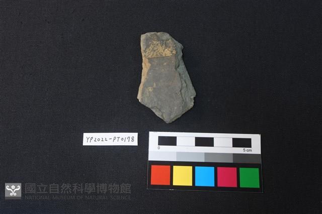 陶片藏品圖，第2張