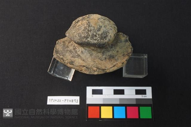蓋鈕藏品圖，第2張