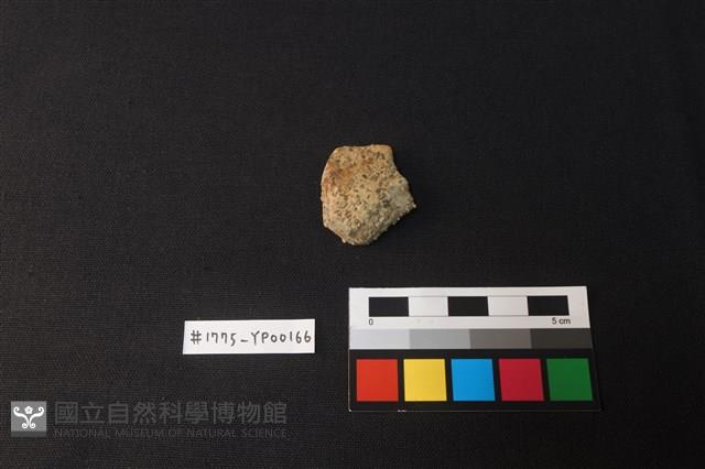 陶片藏品圖，第1張