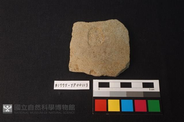 陶片藏品圖，第1張