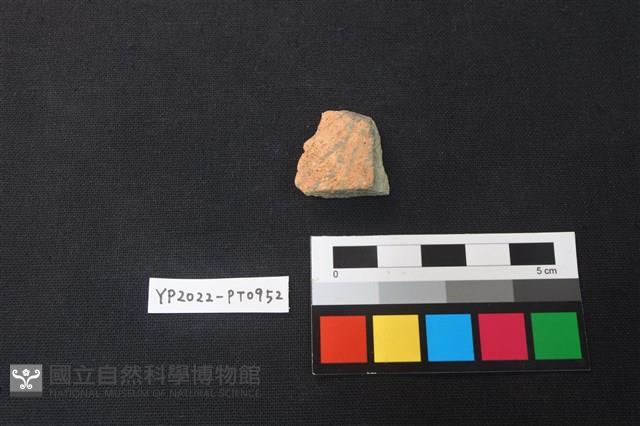 陶片藏品圖，第1張