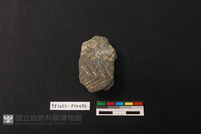 陶片藏品圖，第1張