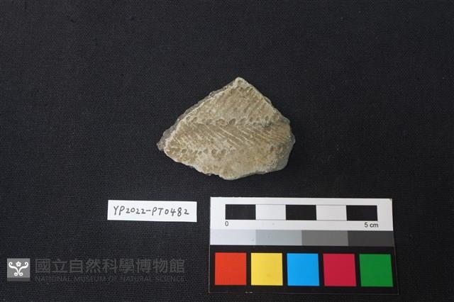 陶片藏品圖，第1張