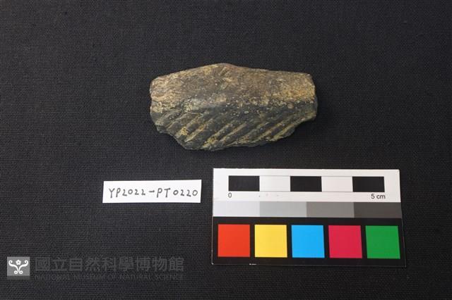 陶片藏品圖，第1張
