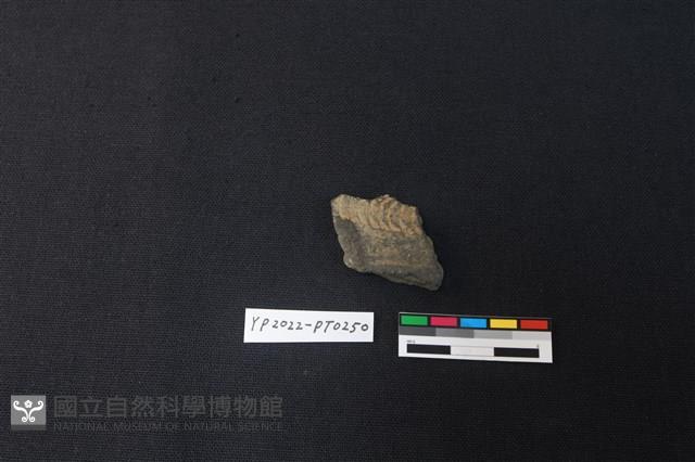 陶片藏品圖，第1張