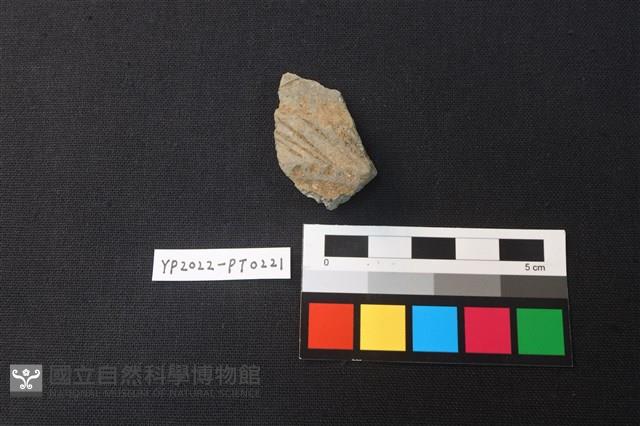 陶片藏品圖，第1張