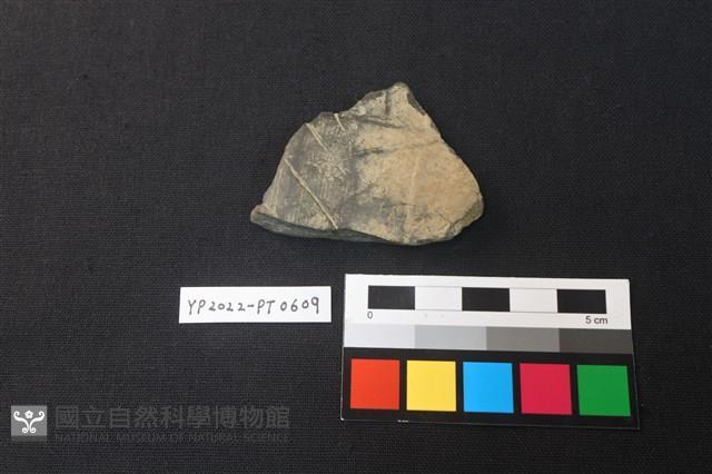 陶片藏品圖，第1張