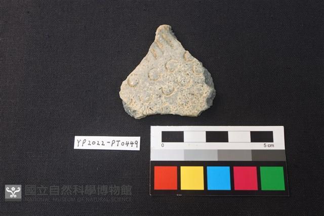 陶片藏品圖，第1張