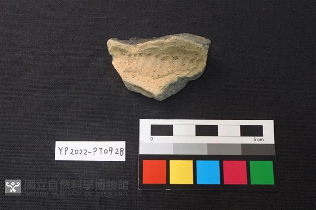 陶片藏品圖，第1張
