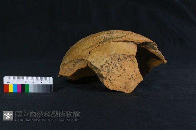 陶罐藏品圖，第4張