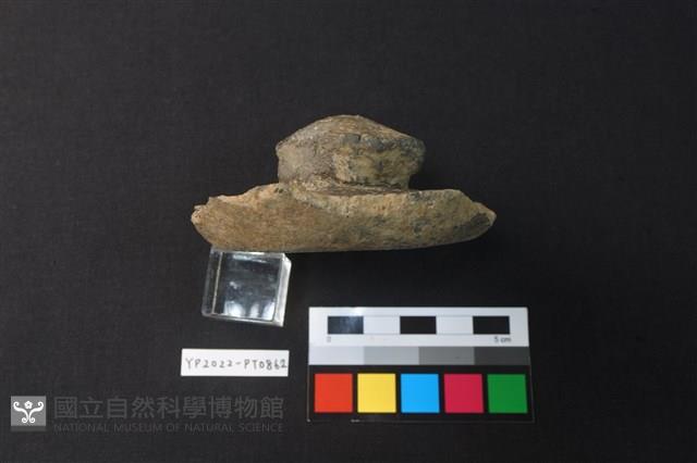 蓋鈕藏品圖，第3張