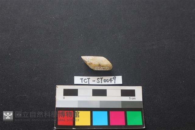 錛鑿形器藏品圖，第3張