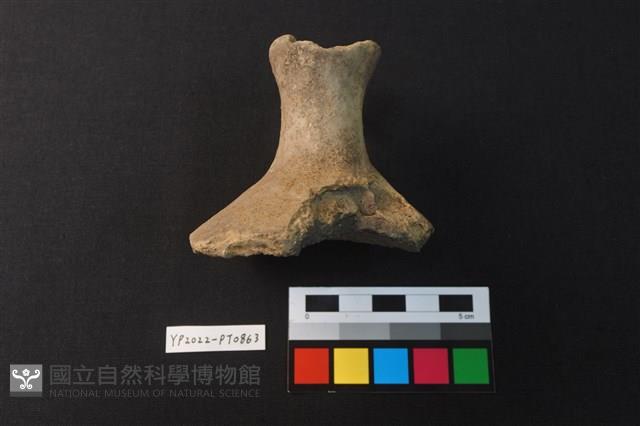 蓋鈕藏品圖，第3張