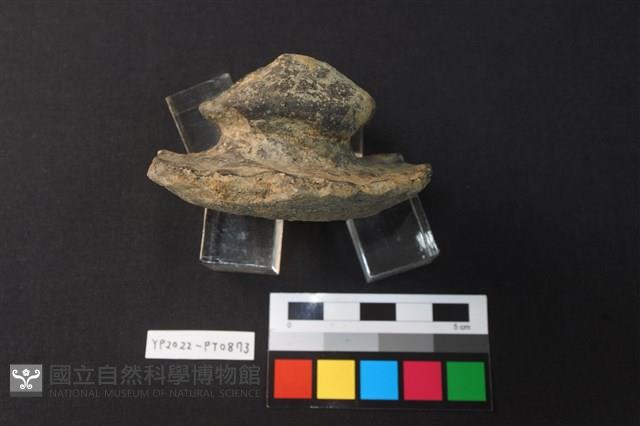 蓋鈕藏品圖，第3張