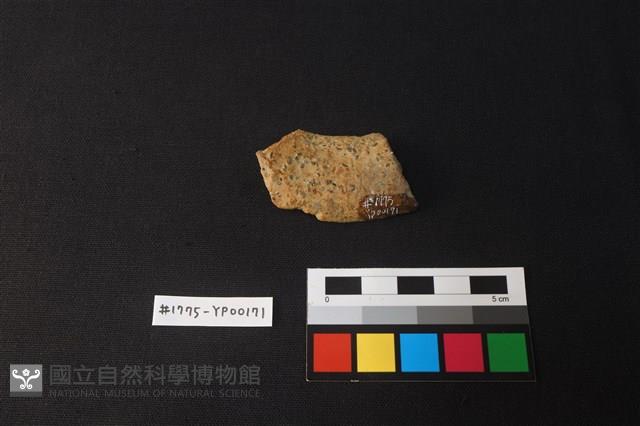 陶片藏品圖，第2張