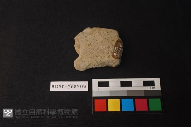 陶片藏品圖，第2張