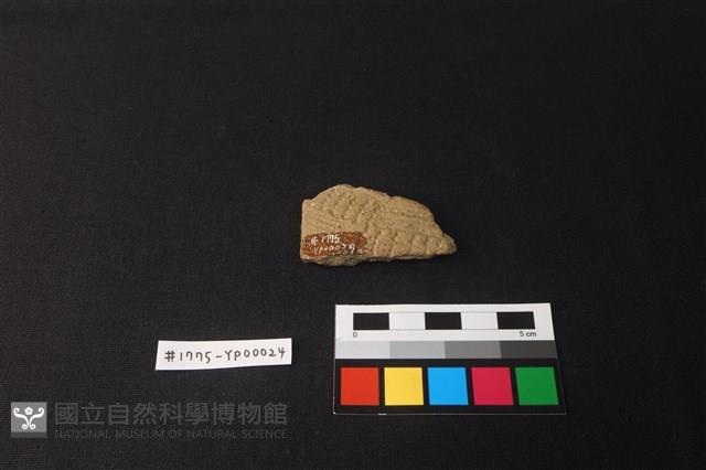 陶片藏品圖，第2張