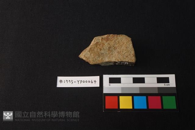陶片藏品圖，第2張