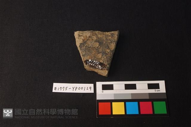 陶片藏品圖，第2張