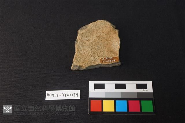 陶片藏品圖，第2張