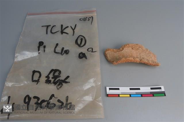 陶片藏品圖，第2張