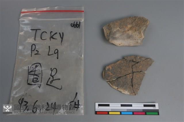 陶片藏品圖，第2張