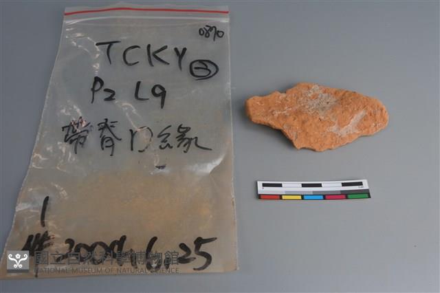 陶片藏品圖，第2張